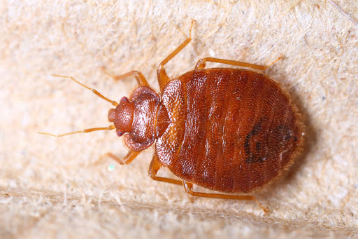 DDS Plagas Control de Termitas Eliminar Cucarachas