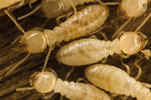 DDS Plagas Control de Termitas Eliminar Cucarachas