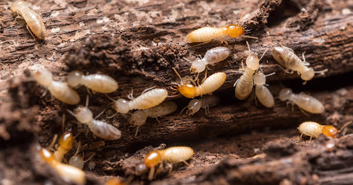 Hamelin Bioseguridad - Control de plagas Zaragoza