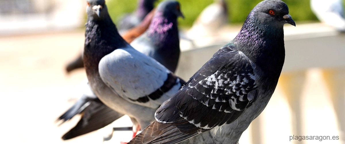 ¿En qué consiste el control de plagas de aves en Teruel?