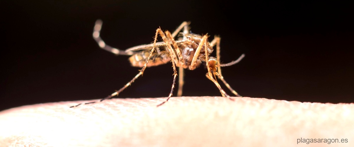 ¿Qué medidas preventivas puedo tomar para evitar una plaga de hormigas?