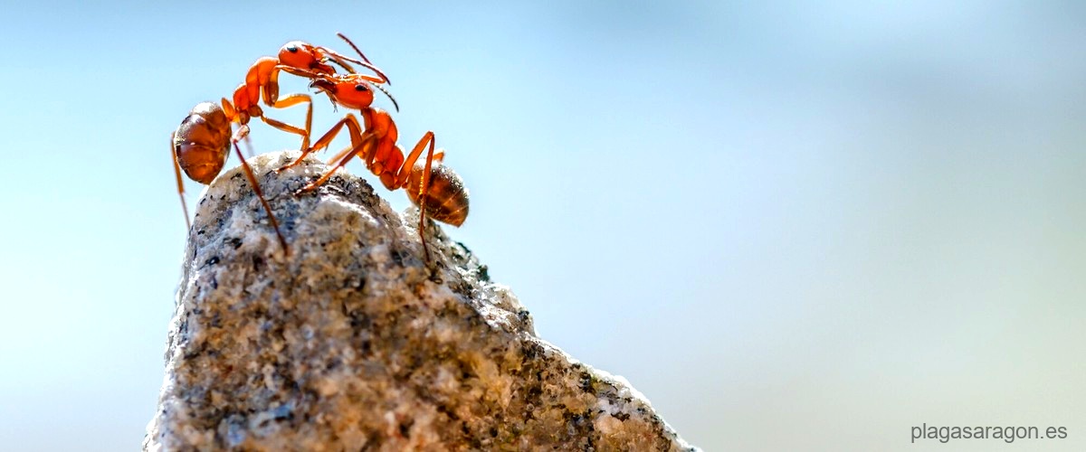 ¿Qué productos naturales puedo utilizar para eliminar hormigas?