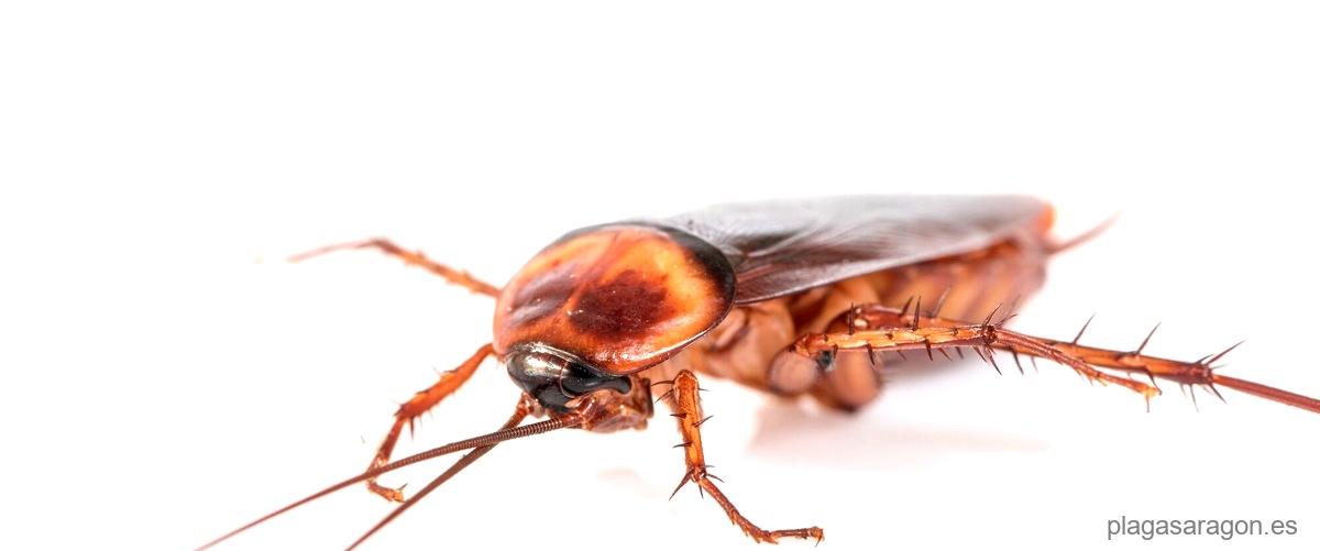 ¿Se pueden prevenir las termitas?